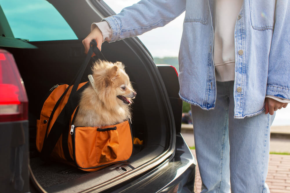 Custi, paturi si transport animale: solutii sigure si confortabile pentru orice situatie