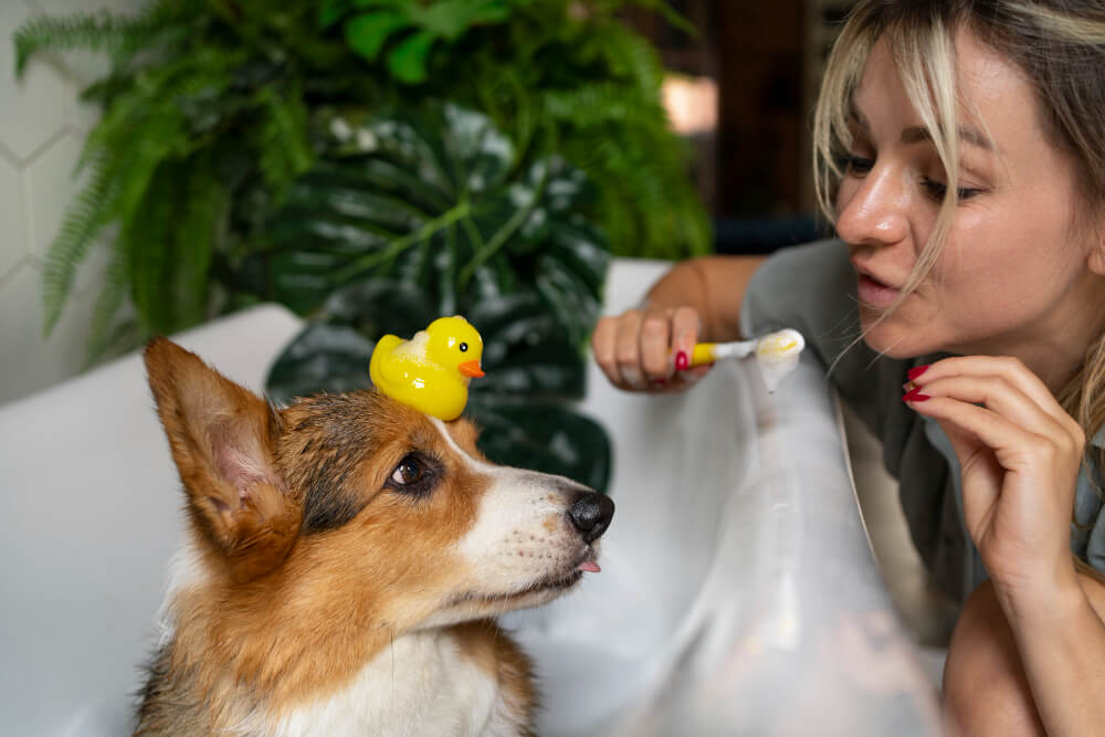 Produse de igiena animalelor: rutina corecta pentru sanatate si confort