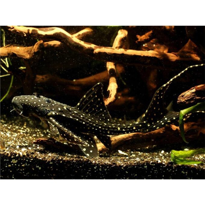 Acanthicus adonis