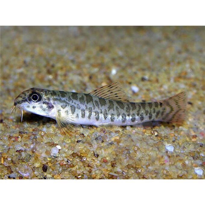 Acanthocobitis botia