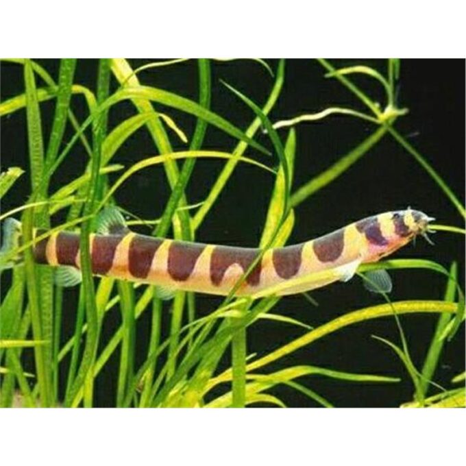 Acanthophthalmus kuhli
