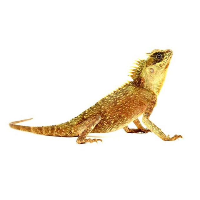 Acanthosaura capra