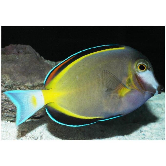 Acanthurus japonicus (Powder brown tang)