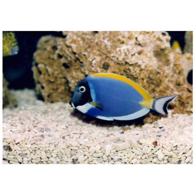 Acanthurus leucosternon (Powder Blue Tang)