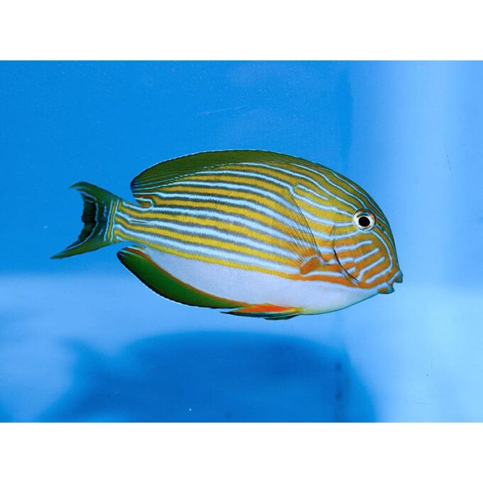 Acanthurus lineatus