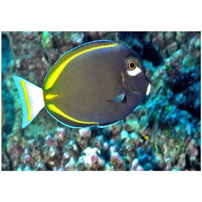 Acanthurus nigricans