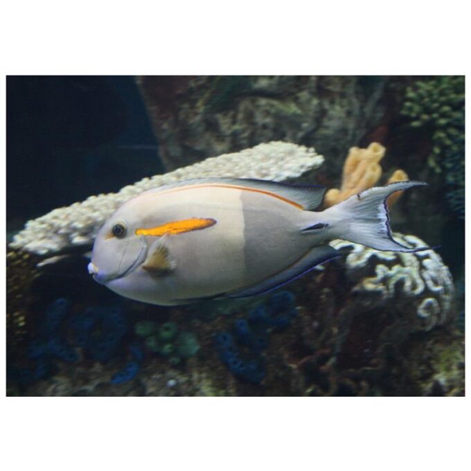 Acanthurus olivaceus