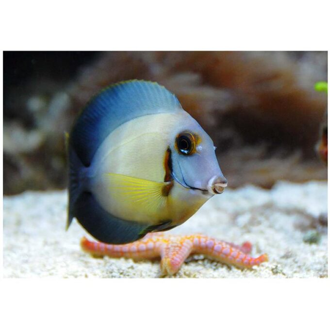 Acanthurus pyroferus