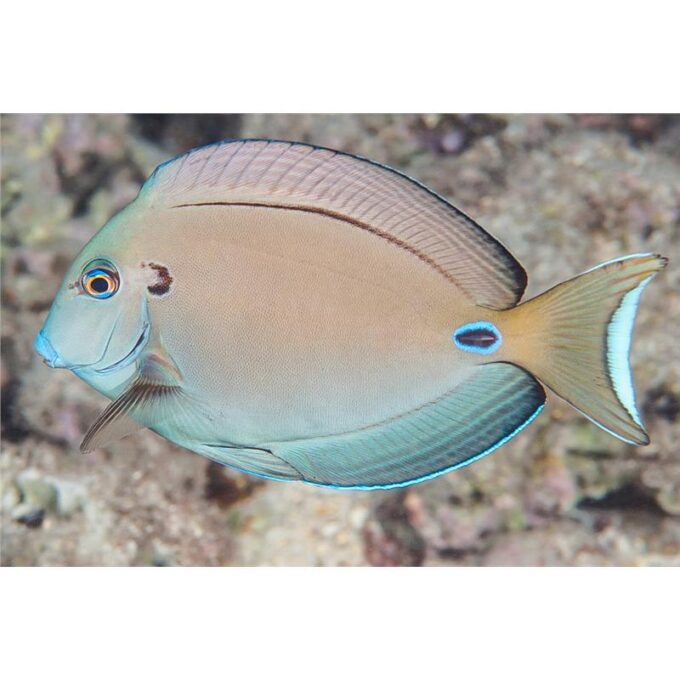Acanthurus tennentii