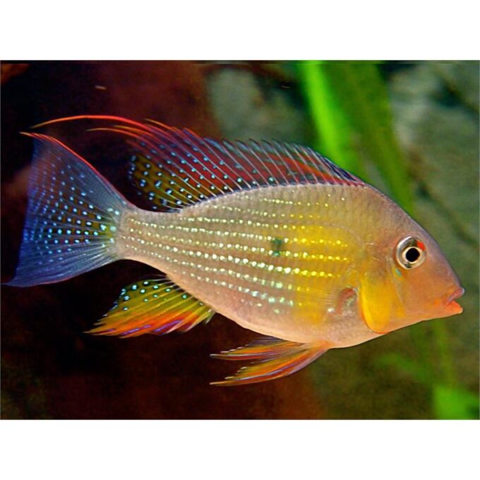 Acarichthys heckeli