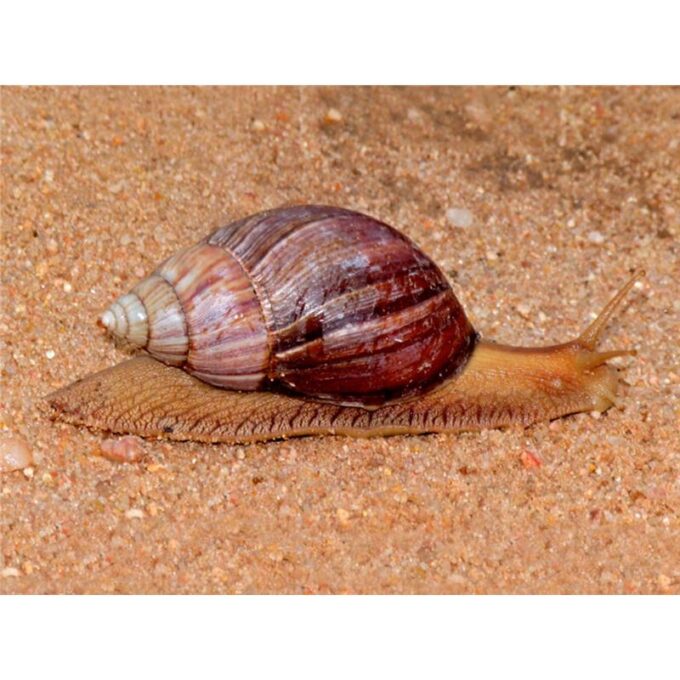 Achatina sp. Togo - African giant snail