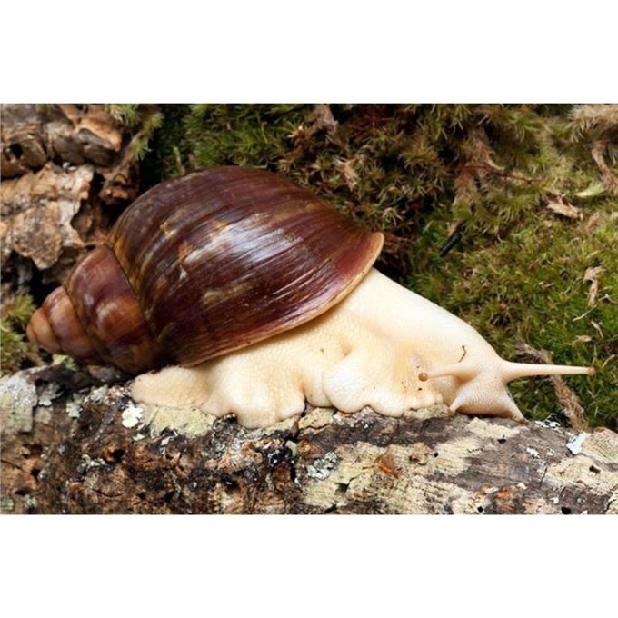 Achatina sp. Togo White body - African giant snail