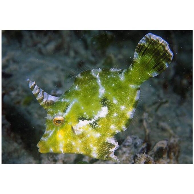 Acreichthys tomentosus  T.B.