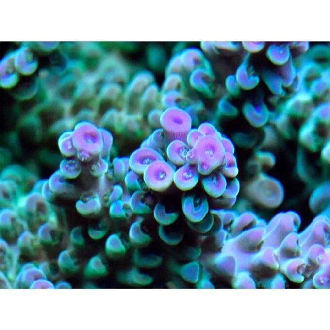 Acropora sp. mix color-Frag