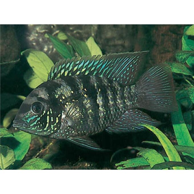 Aequidens pulcher latifrons
