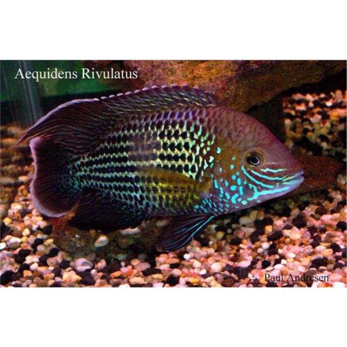Aequidens rivulatus