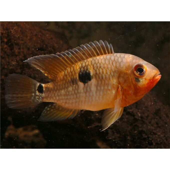 Aequidensttetramerus