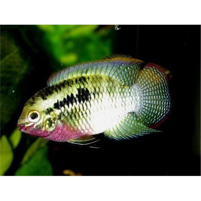 Aequidens/Laetacara Dorsigerus red
