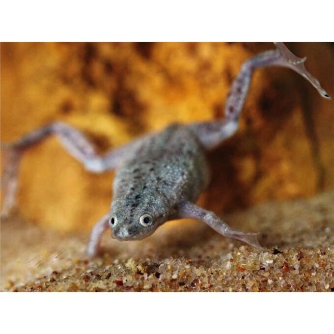 African dwarf frog Hymenochirus spec