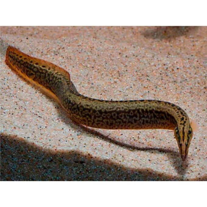 Afromastacembelus frenatus