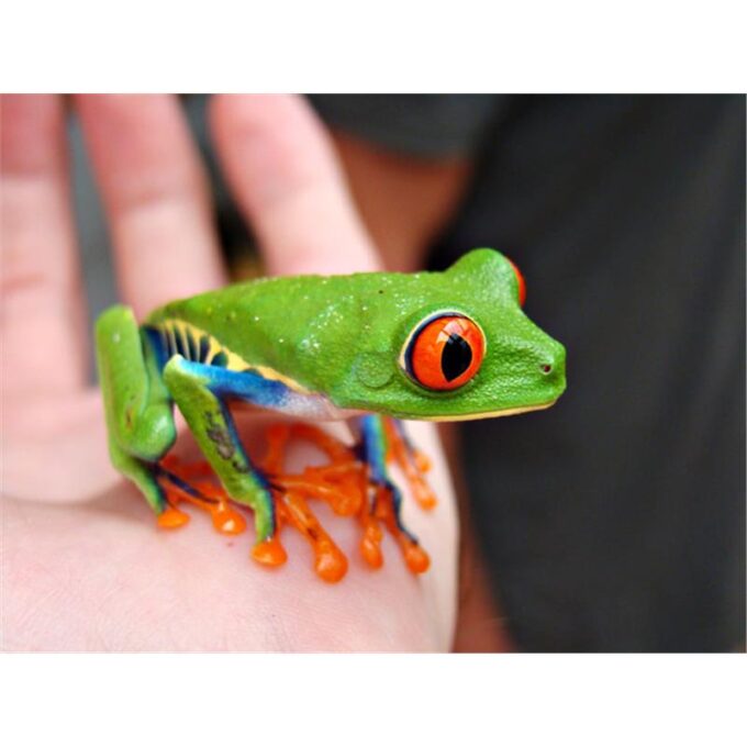 Agalychnis callidryas (Broasca de copac cu ochii rosii)