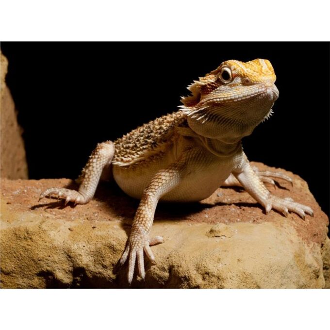 Agama cu barba Pogona vitticeps