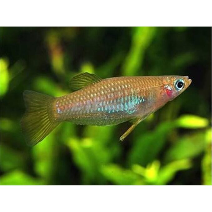 Alfaro cultratus