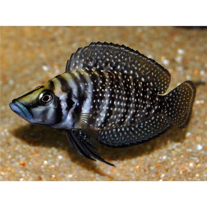 Altolamprologus calvus black pearl