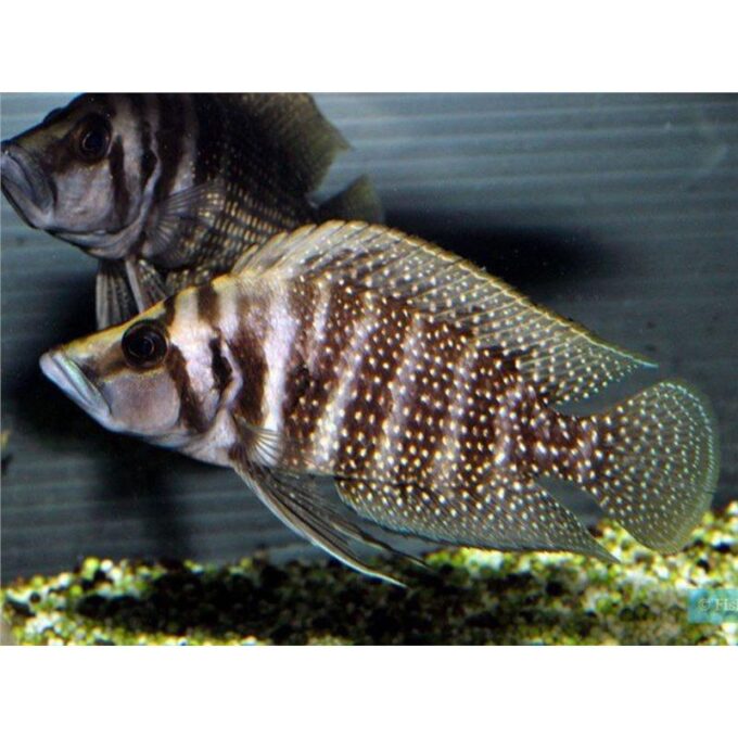 Altolamprologus calvus black zaire moliro