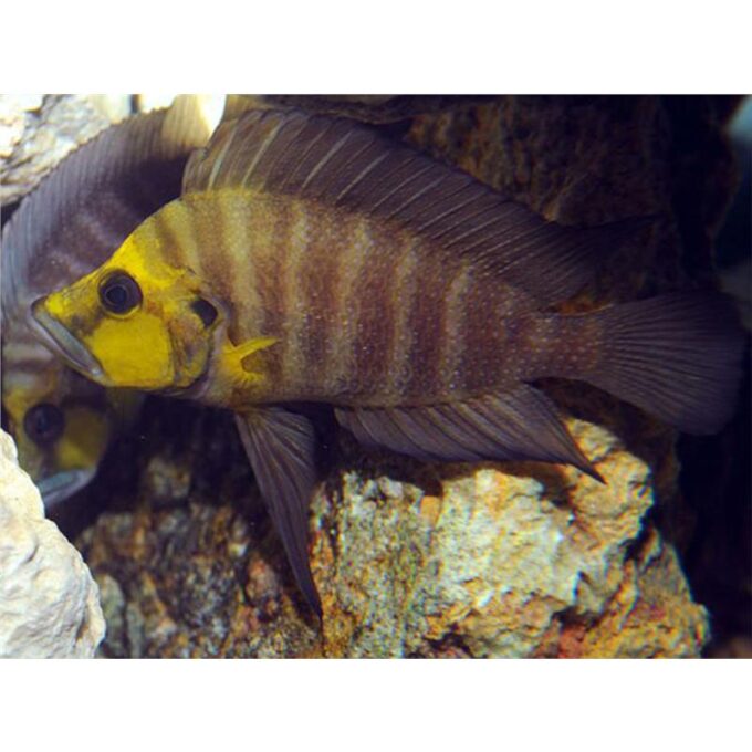 Altolamprologus compressiceps gold head kantalamba