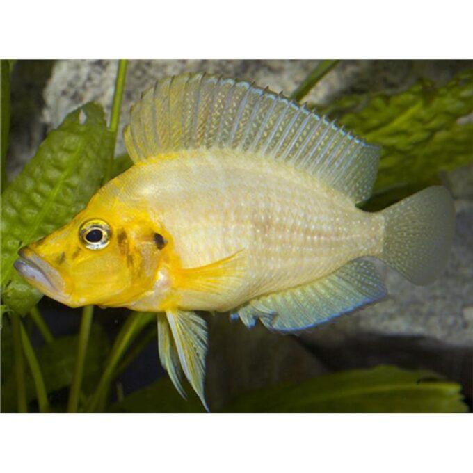 Altolamprologus compressiceps gold