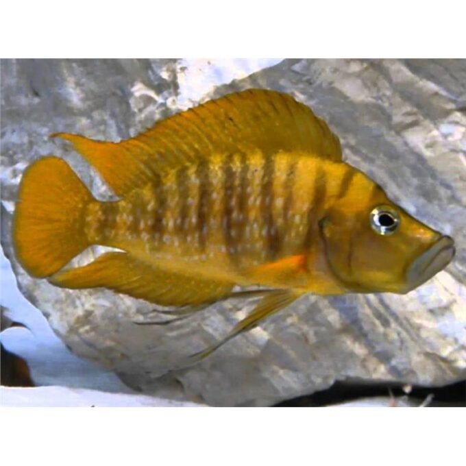Altolamprologus compressiceps gombe