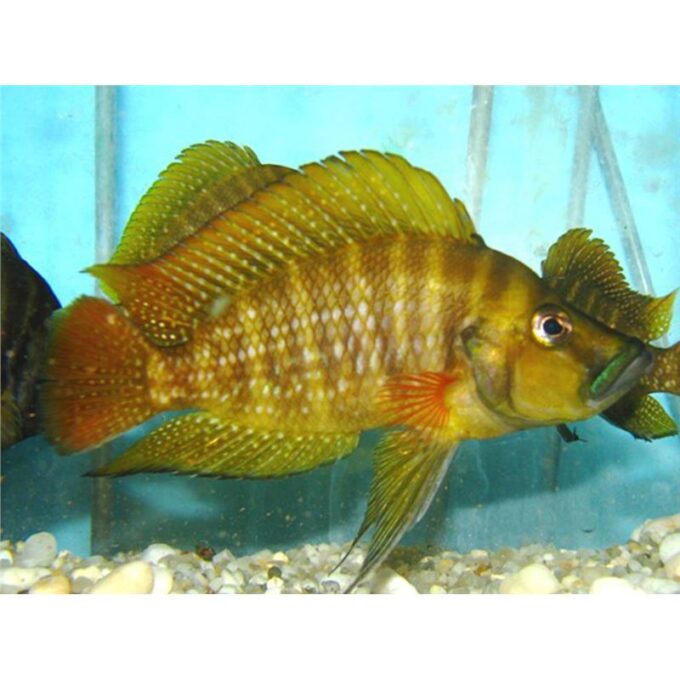 Altolamprologus compressiceps red fin kagunga