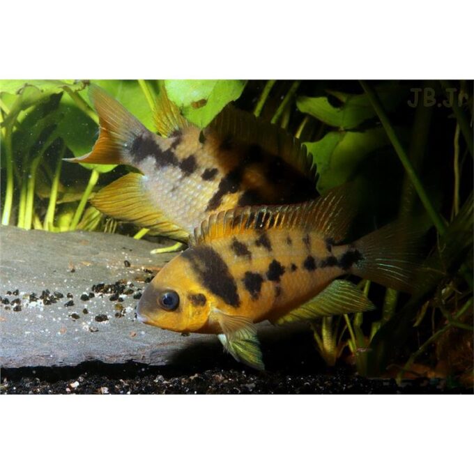Amatitlania  nanolutea (Cryptoheros nanoluteus)