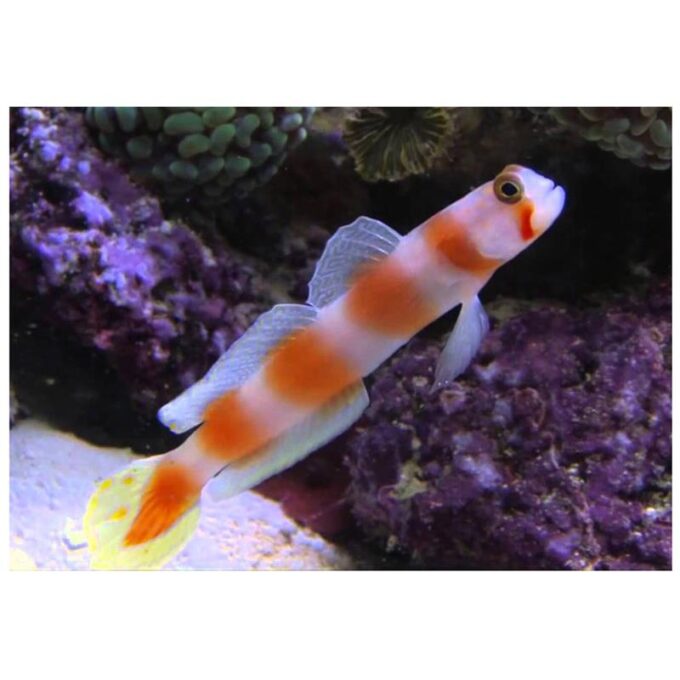 Amblyeleostris aurora