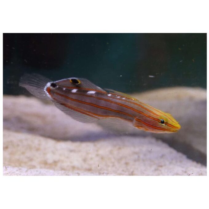 Amblygobius rainfordi (Rainfords goby)