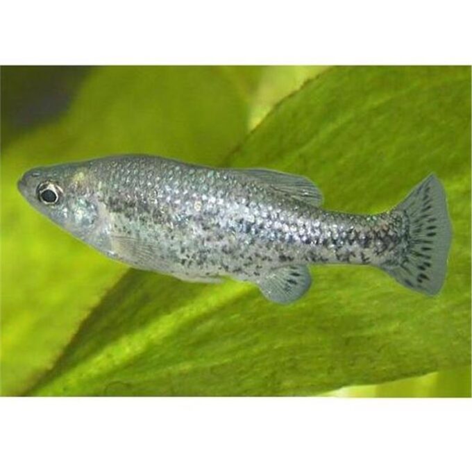Ameca Splendens