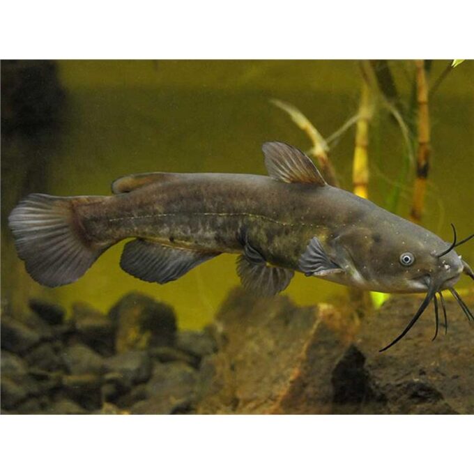 Ameiurus nebulosus