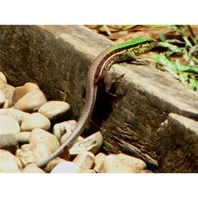 Ameiva ameiva
