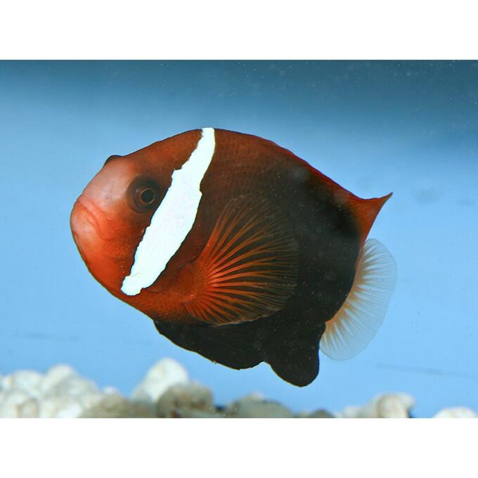 Amphiprion clarkii