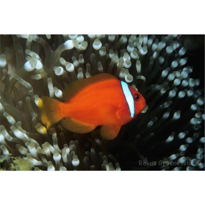 Amphiprion frenatus
