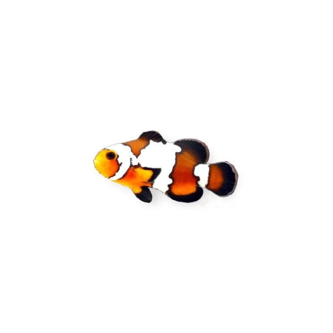 Amphiprion ocellaris black ice