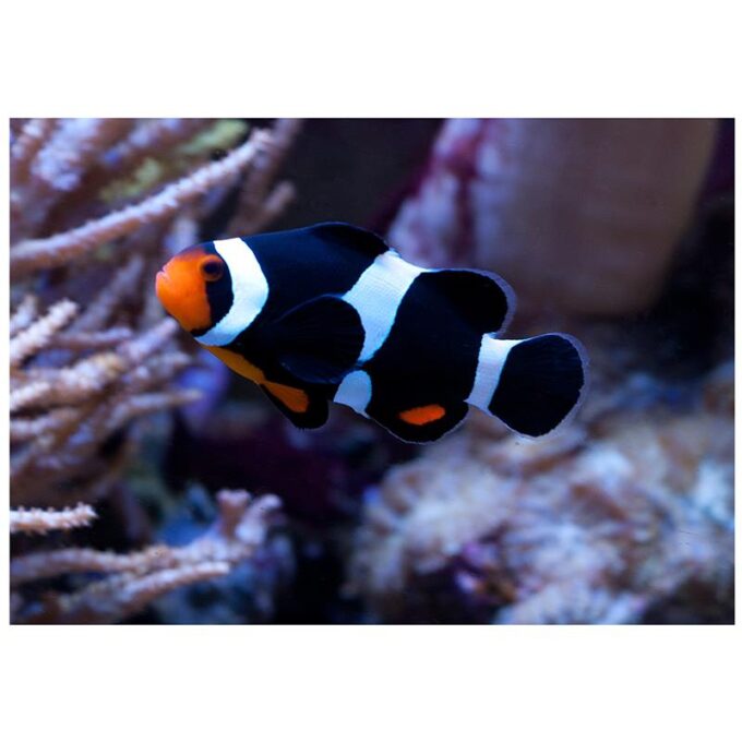 Amphiprion ocellaris black