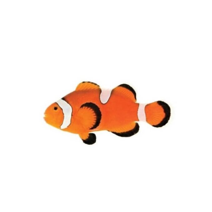 Amphiprion ocellaris Misbar