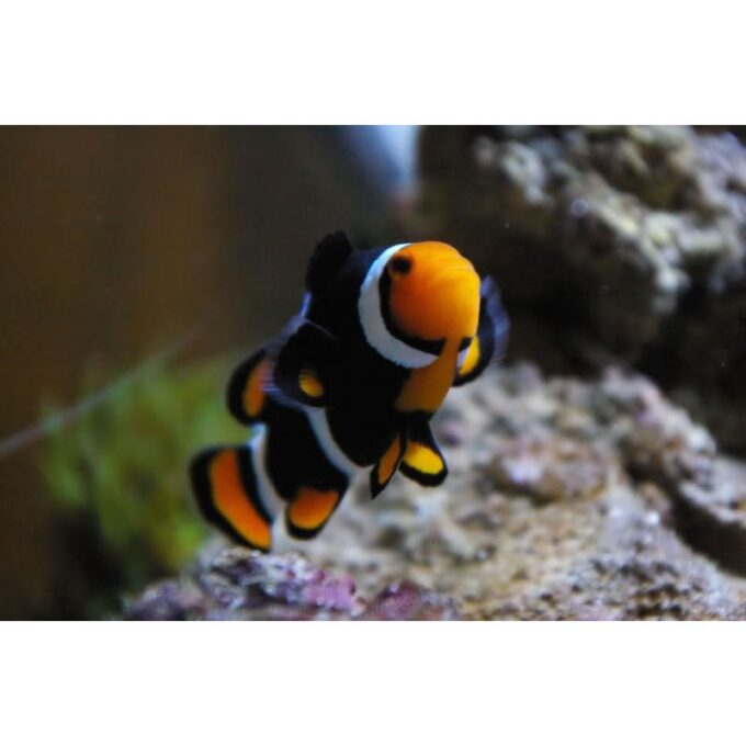 Amphiprion ocellaris onyx