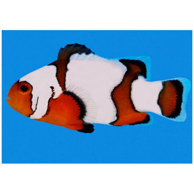 Amphiprion Ocellaris Snowflake