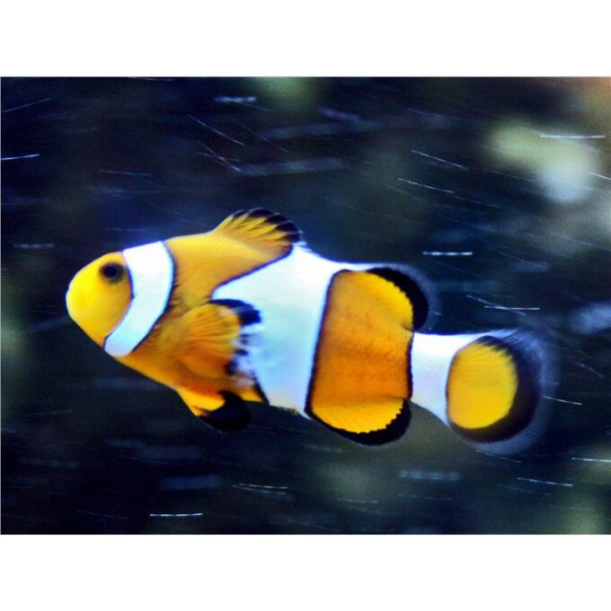Amphiprion percula