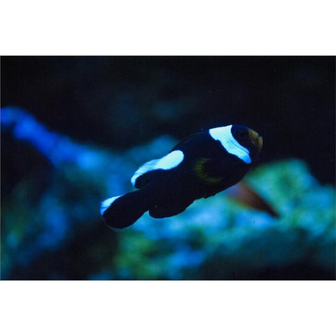 Amphiprion polymnus saddleback clown