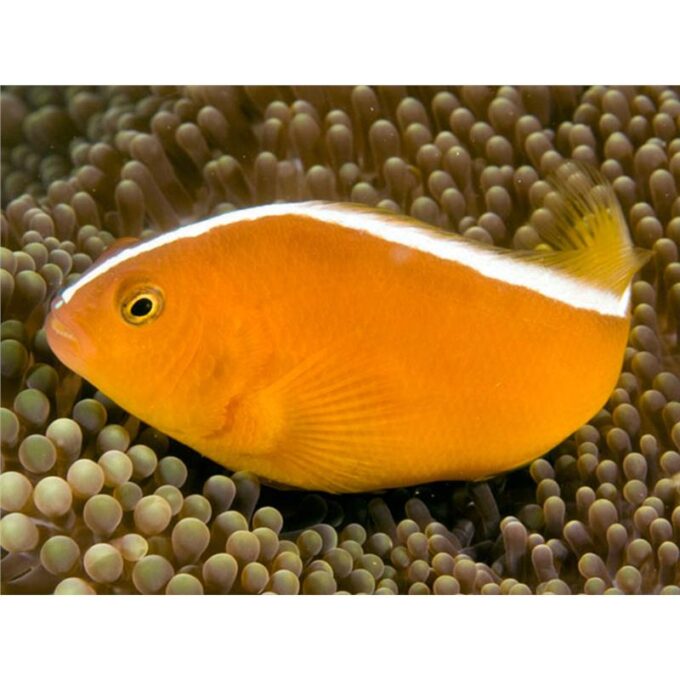 Amphiprion sandaracinos