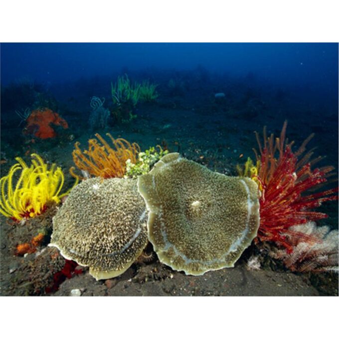 Amplexidiscus sp.